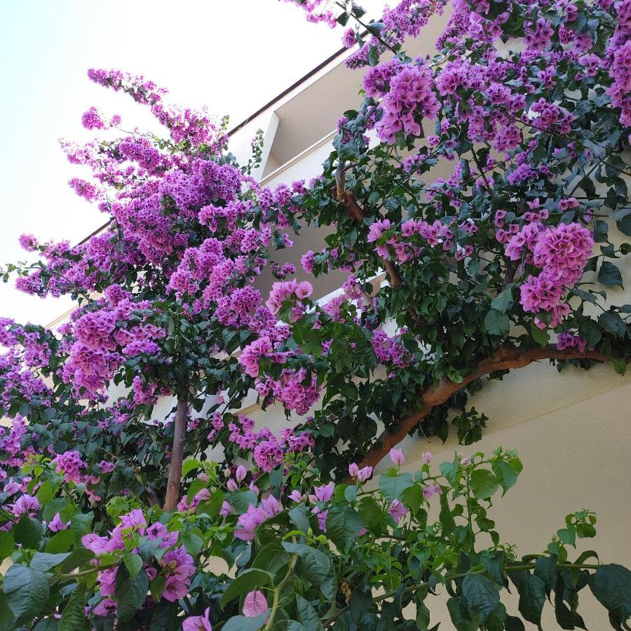 Apartments Villa Cizmic Baška Voda Екстериор снимка